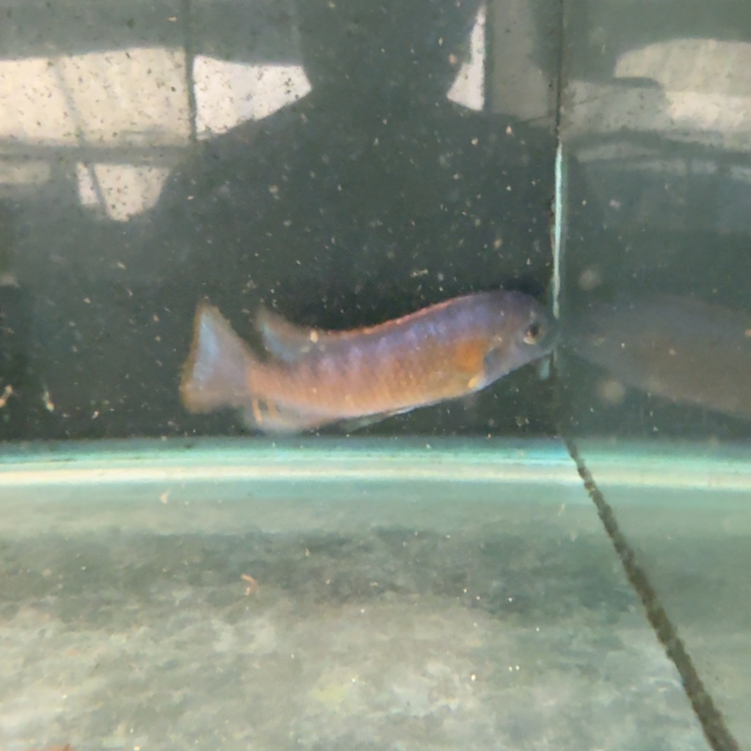 慈鲷鱼52号纳坎黑纱10-11