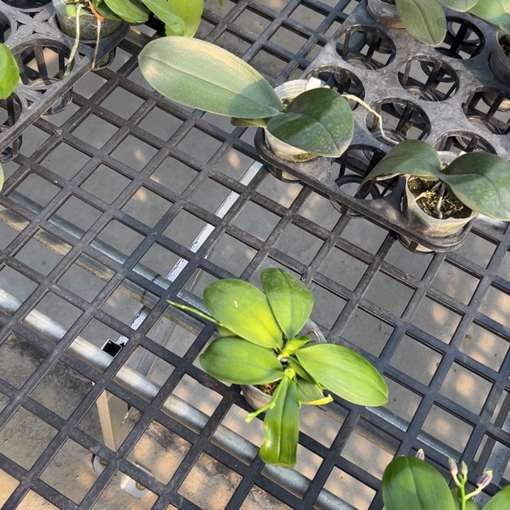 依***在不开花植物蓝盾2.5少根叶损