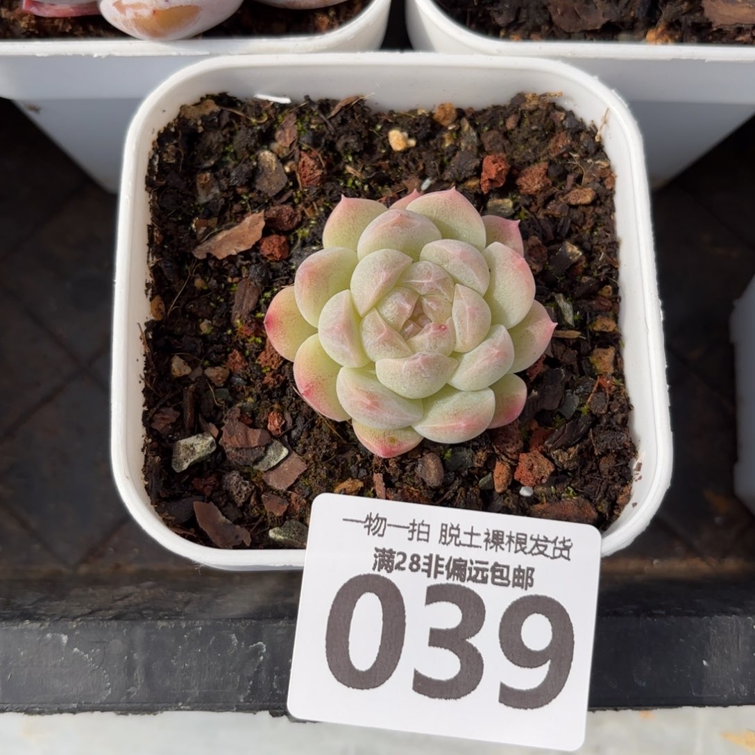 优选珍妮无盆土发货