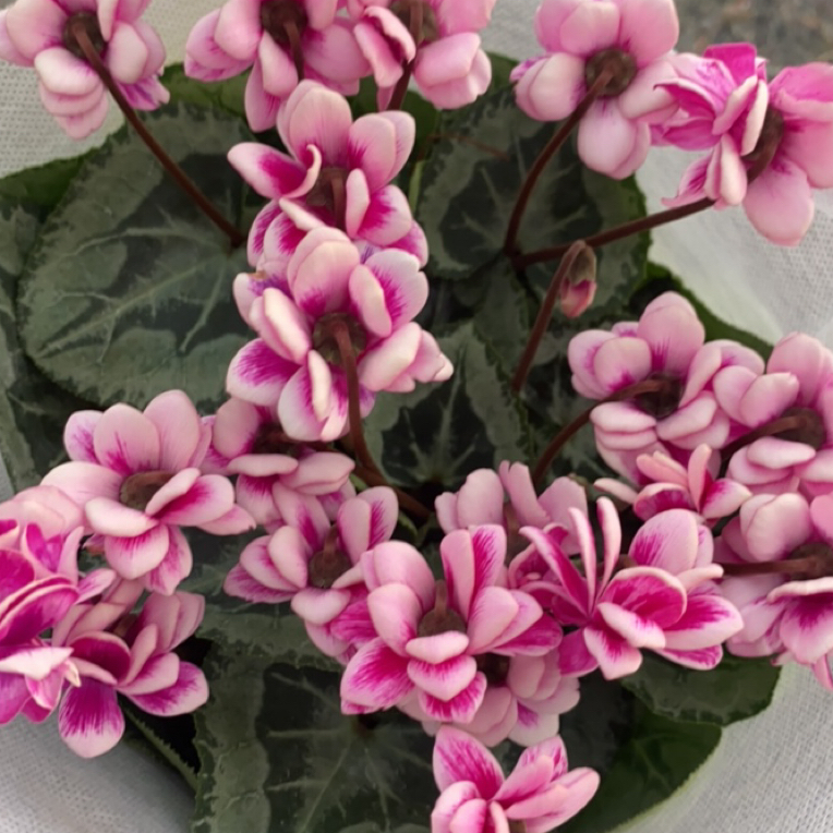 （重瓣小匹克）仙客来（不要换盆）零度以下不拍保温不售后