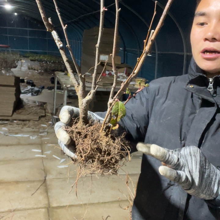 红玉海棠花一颗苗