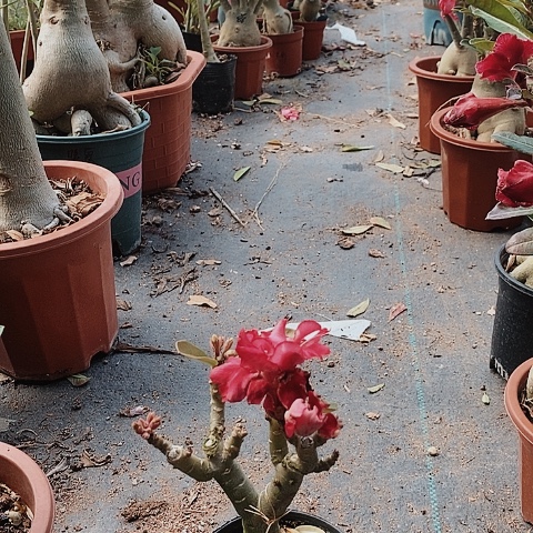 【闪购商品】点**.绿植