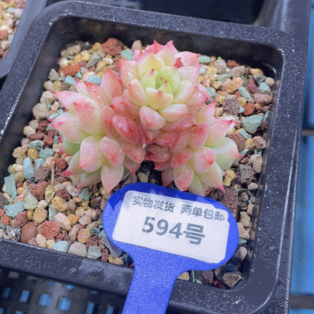 594号蓝眼睛四头