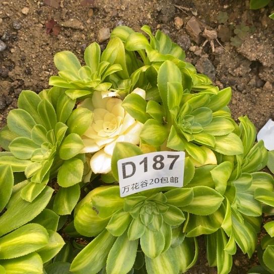 187翡翠琉璃多肉植物