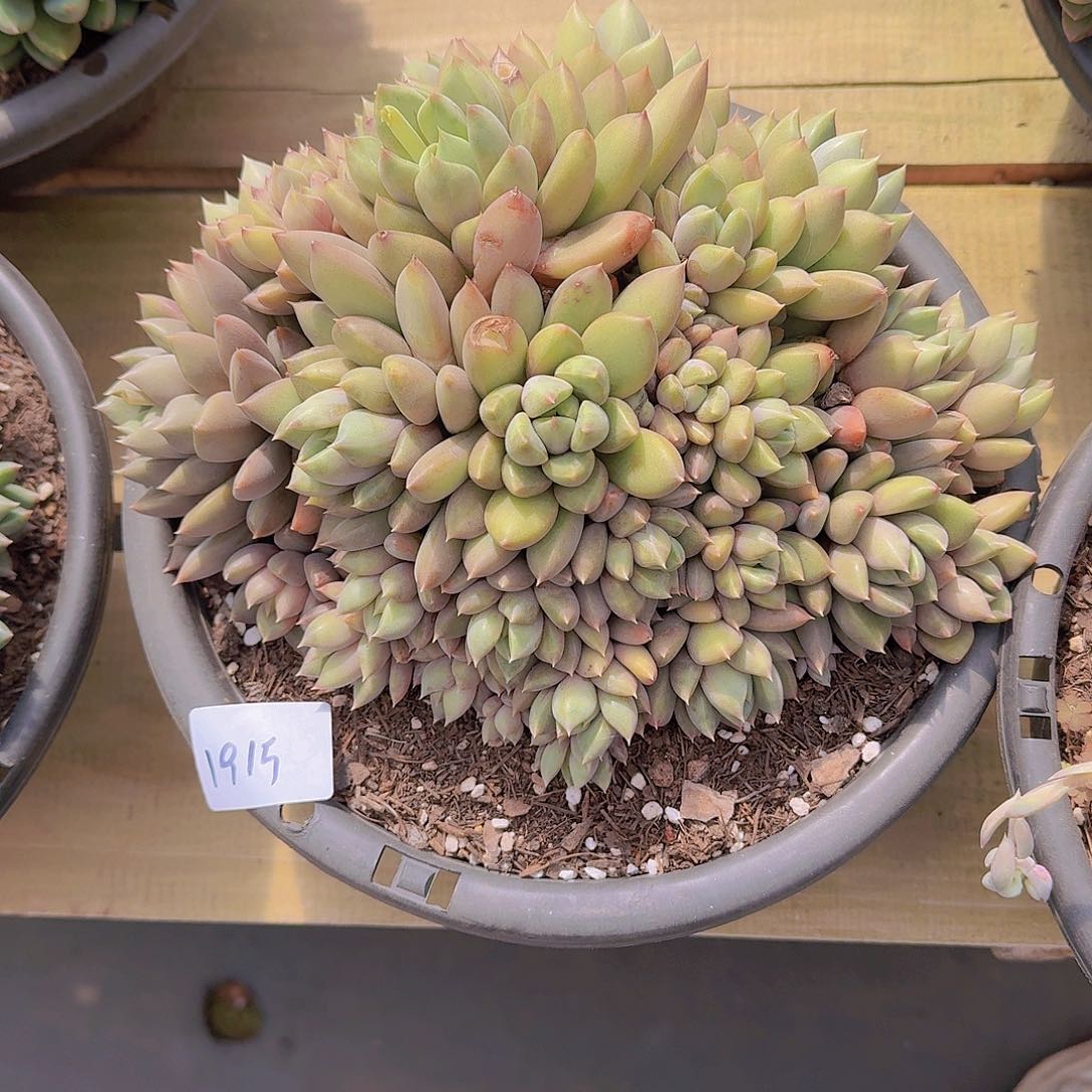 前**事1915象牙多肉植物