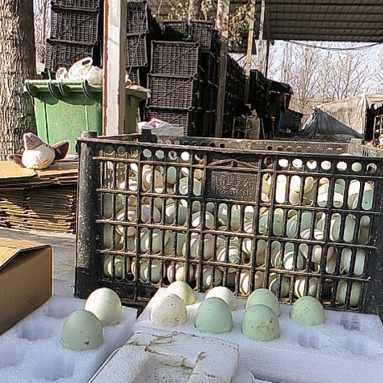 静***。包装中国大陆1500g鸭蛋