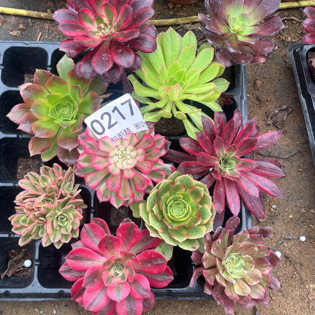 217号，10棵法师，包邮