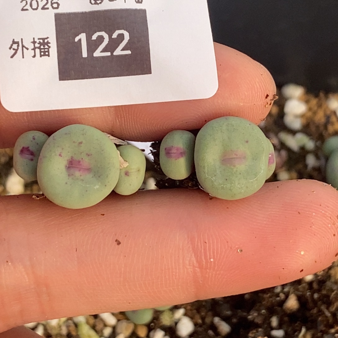 阿****122号两颗0089红嘴