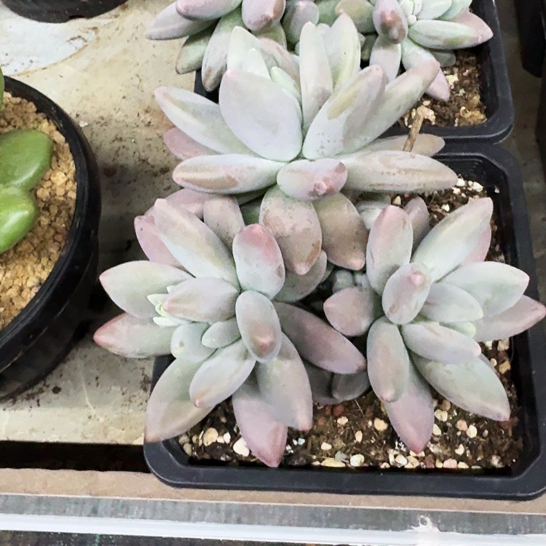 企鹅 3头  一物一拍