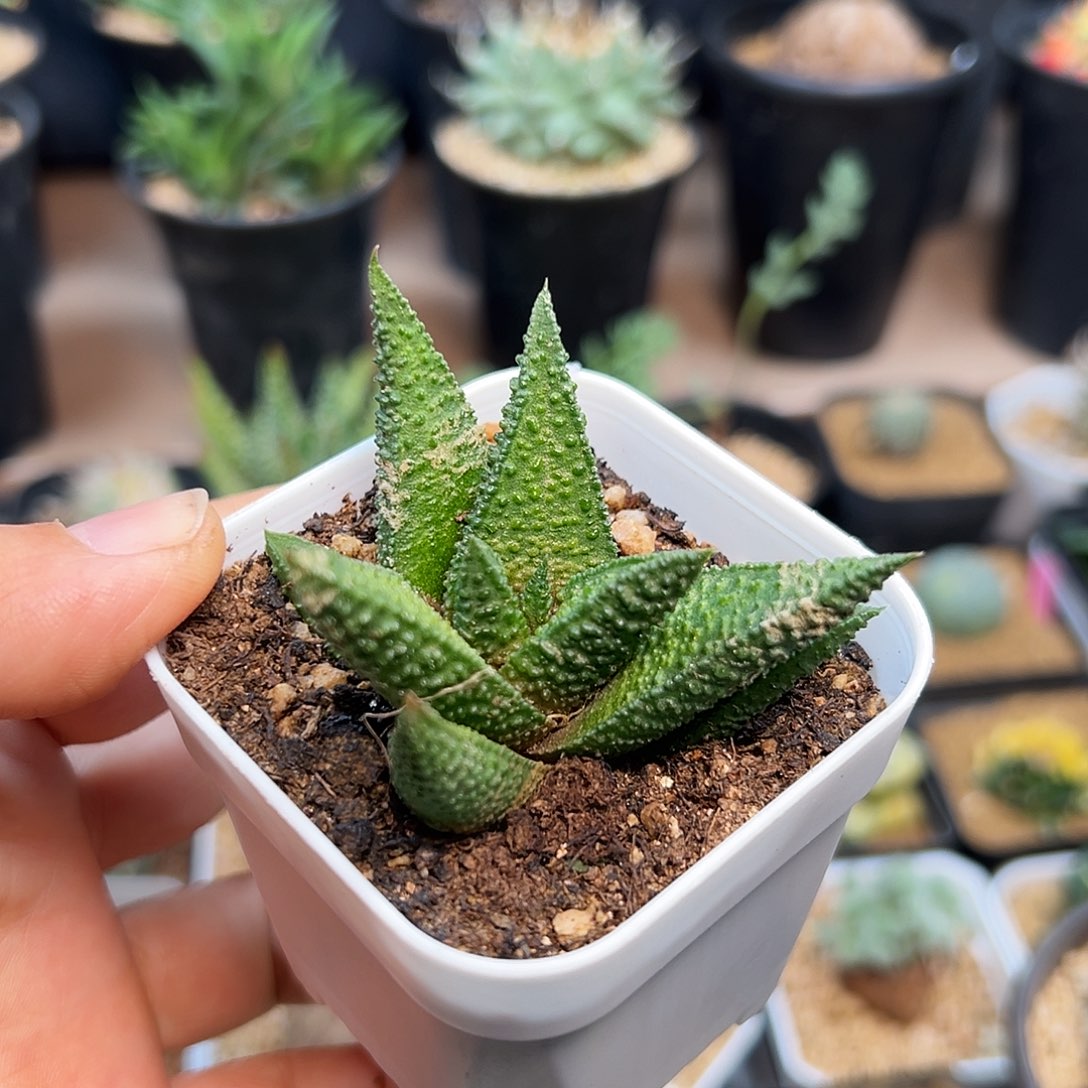 好品种硬叶十二卷一颗