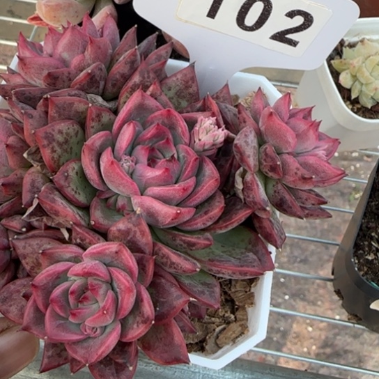 102安娜一物一拍多肉