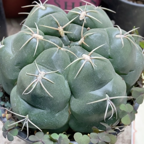 海王仙人球20米仙人球