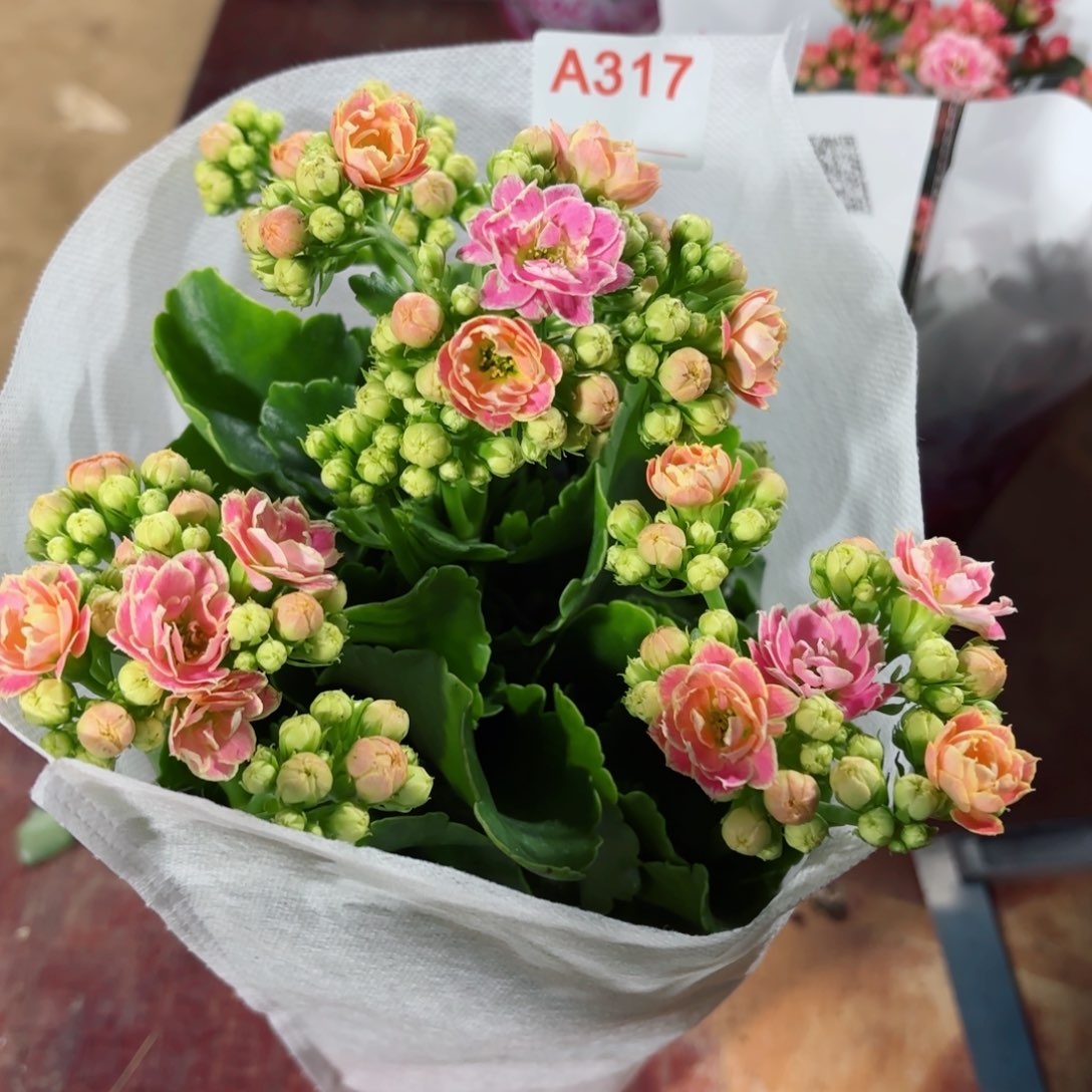 A317大彩蝶长寿花一颗