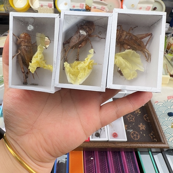 蟋蟀甲……三只油葫芦……