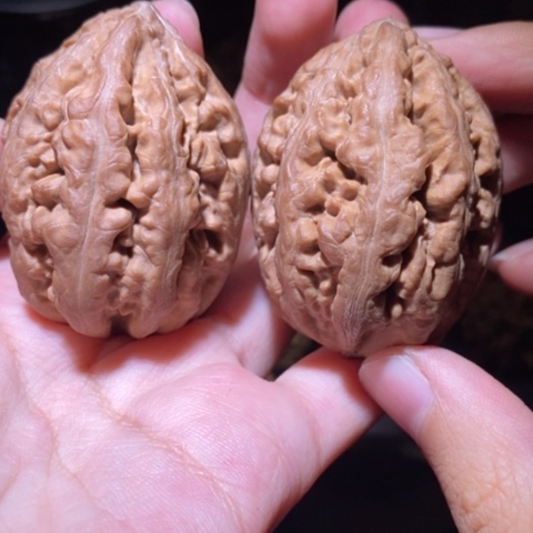 把件文玩核桃东北野生楸子小园 113