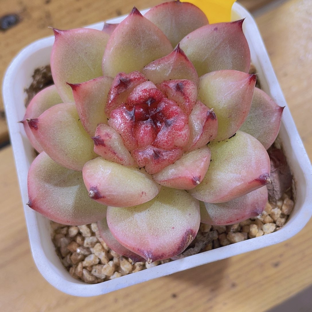 208号 睫毛糖心孤品一颗