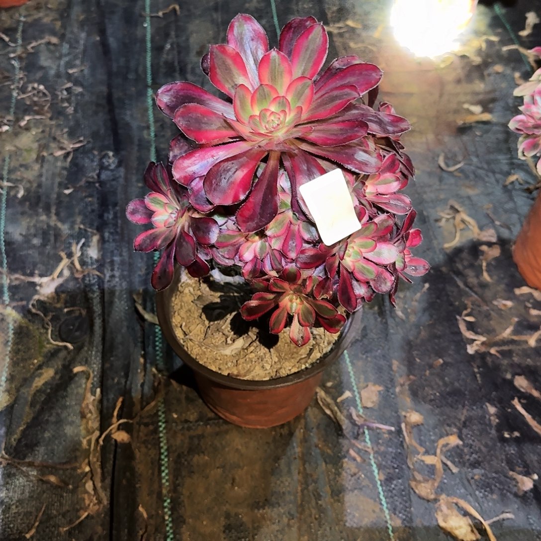 多肉植物丽娜0568