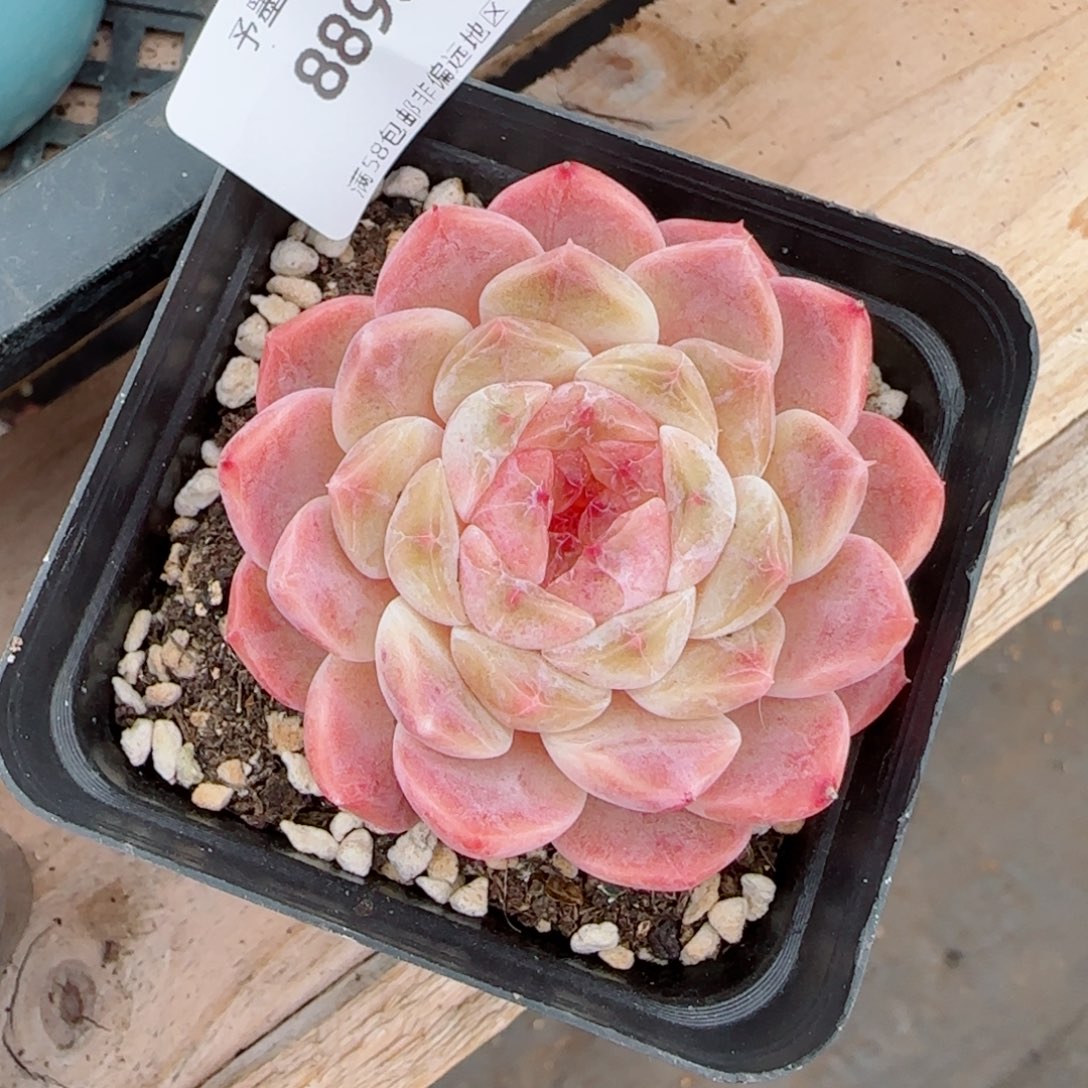 冰魄，8896多肉植物