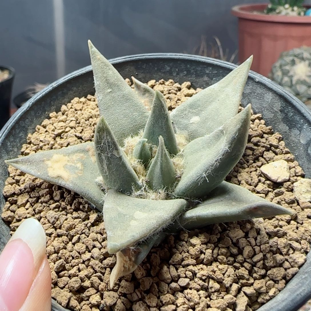 实生龙牙牡丹多肉