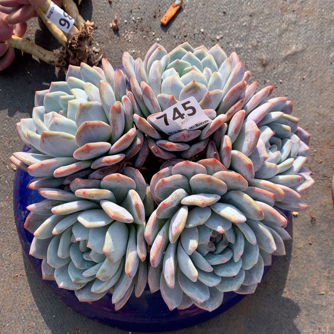 745号新疆西藏内蒙古不包邮