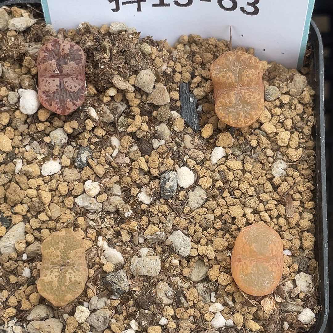 13-63勋章多肉植物