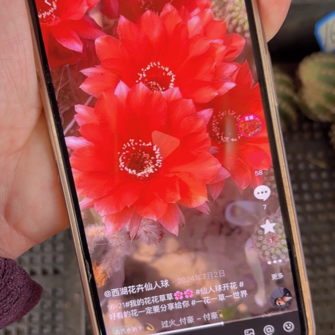 16-21金刚侧牙20包邮仙人球4