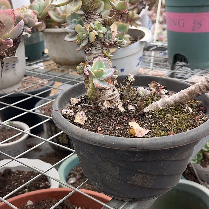风***念702白凤脱土发货不退不换