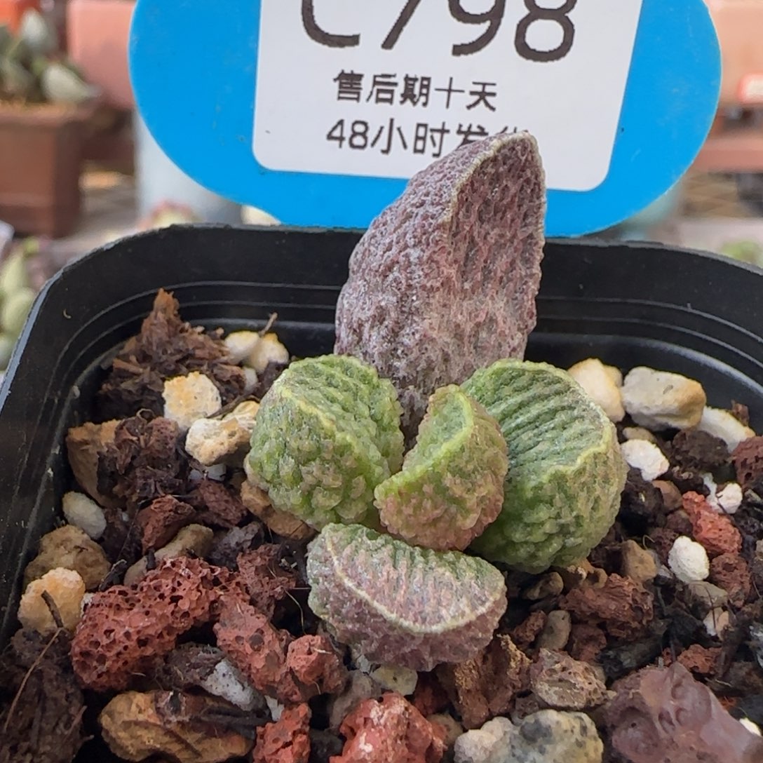 墨渊。        798。   