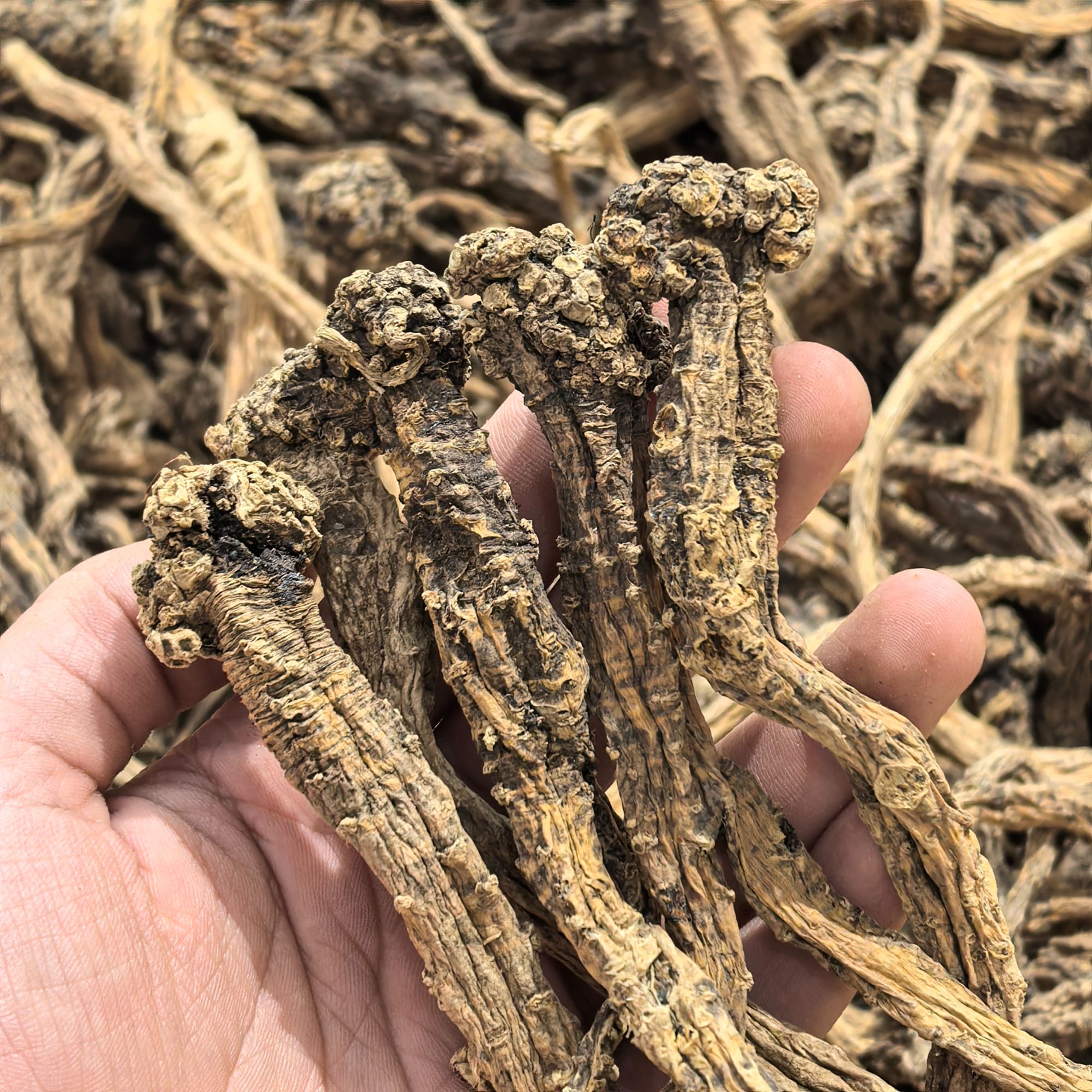 西藏狮子头野党参