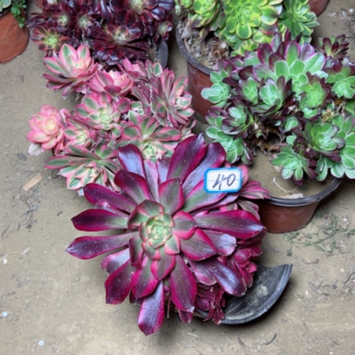 【闪购商品】多肉植物砍过不售后40