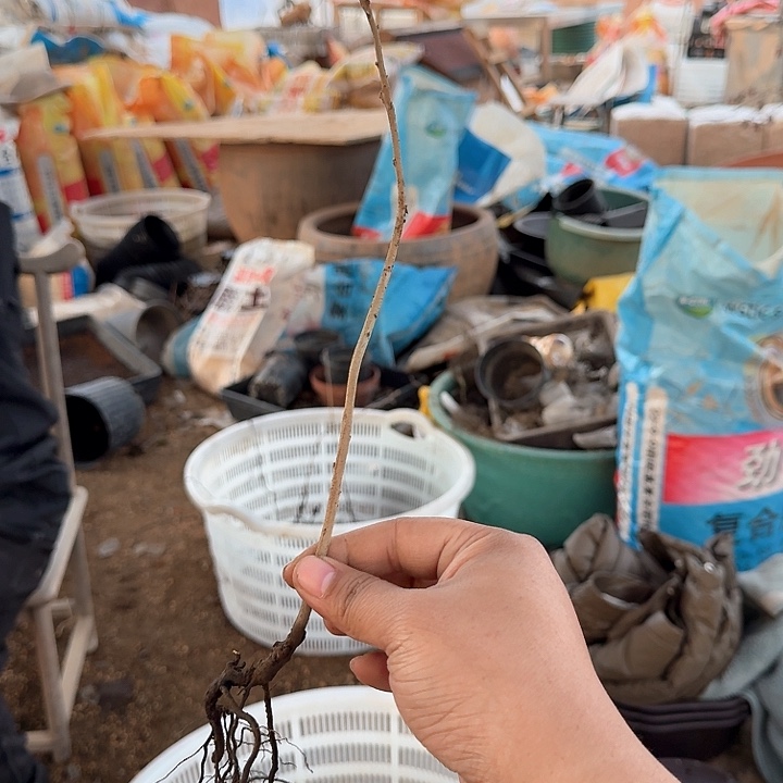 3仲***京原生籽播盆栽