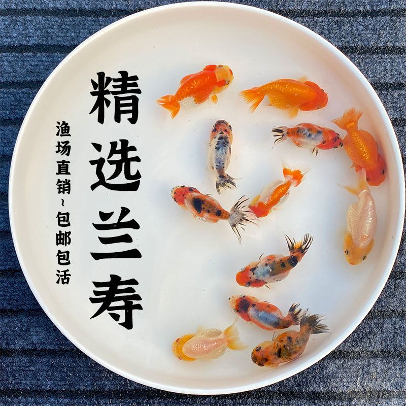 【福州兰寿】精品大头波妞兰寿小金鱼苗奶花红白招财冷水观赏鱼活体