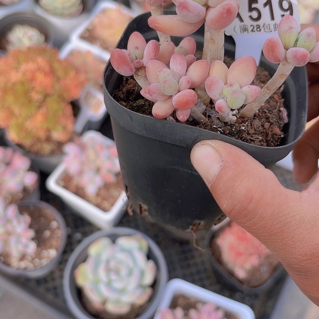 A519樱花奶酪一物语拍