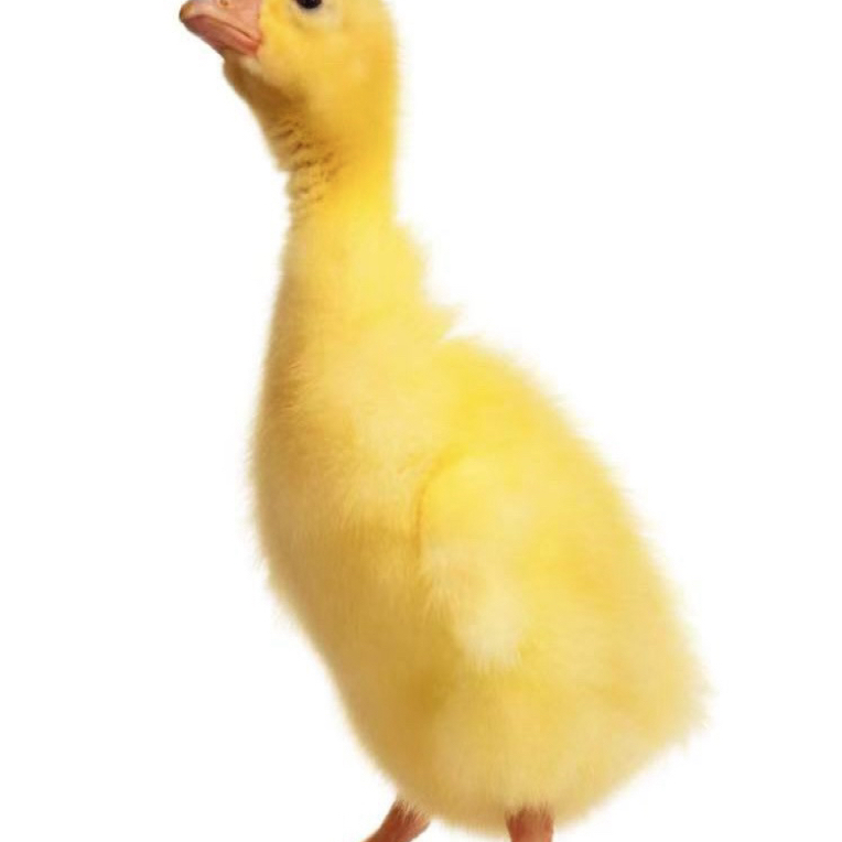 呆萌家养纯种大三花 家养呆萌好动活泼科尔凤头宠物鸭