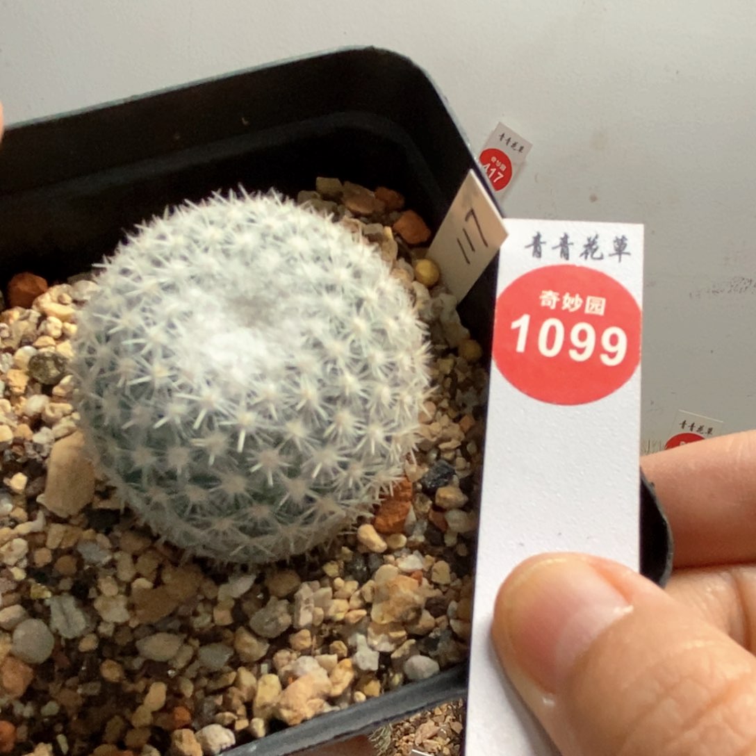 实生敷岛4.3cm一棵仙人球