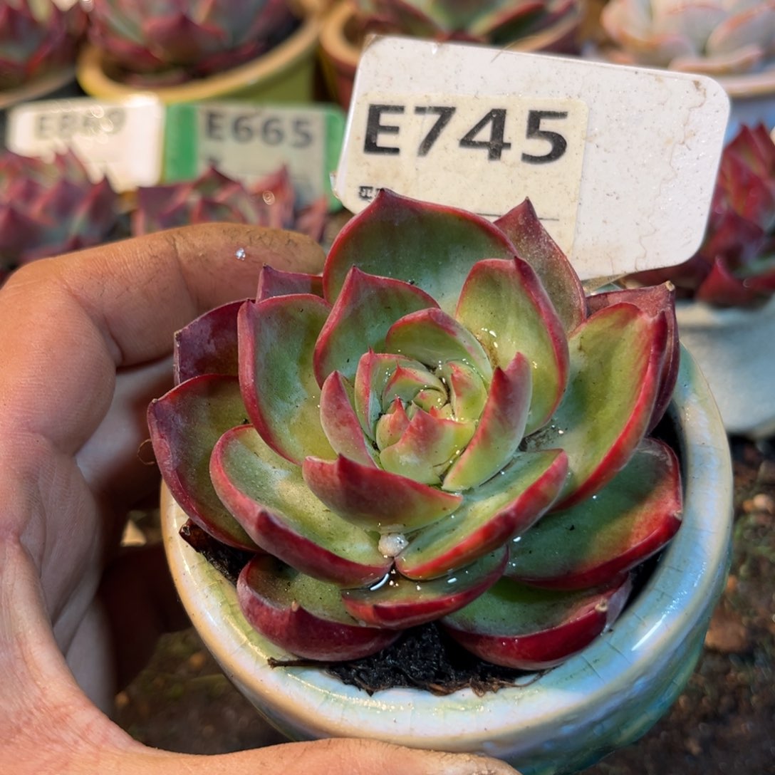 惊鸿一瞥745号多肉