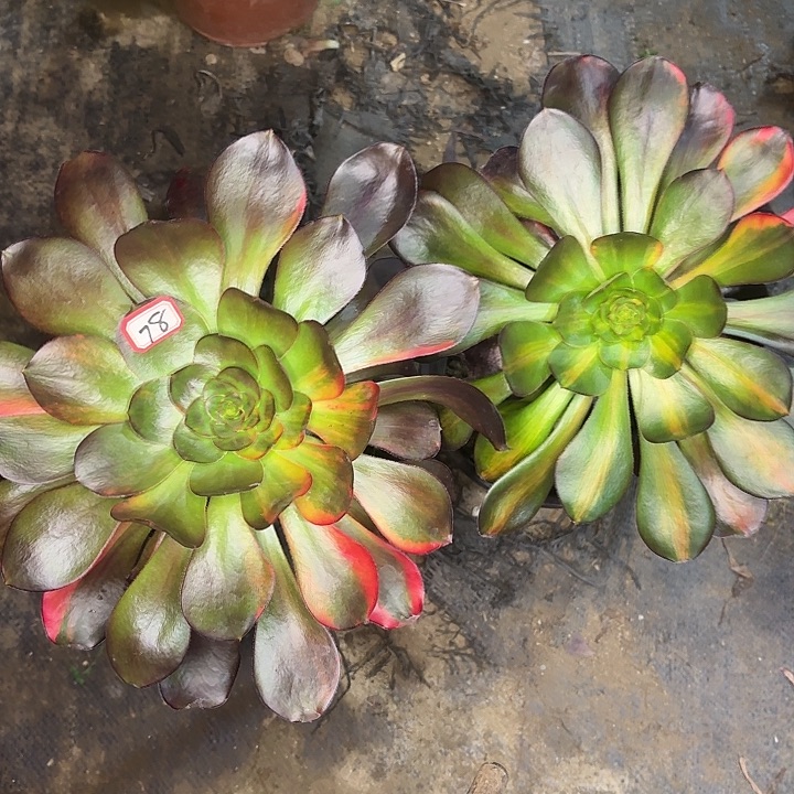 组合两个巫毒七彩78多肉植物