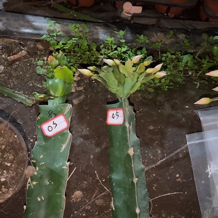 葛***龙，05号带盆082.017