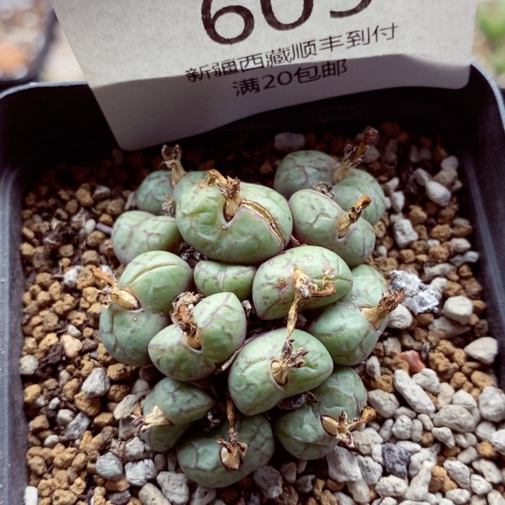 我的小姐姐们都是我605