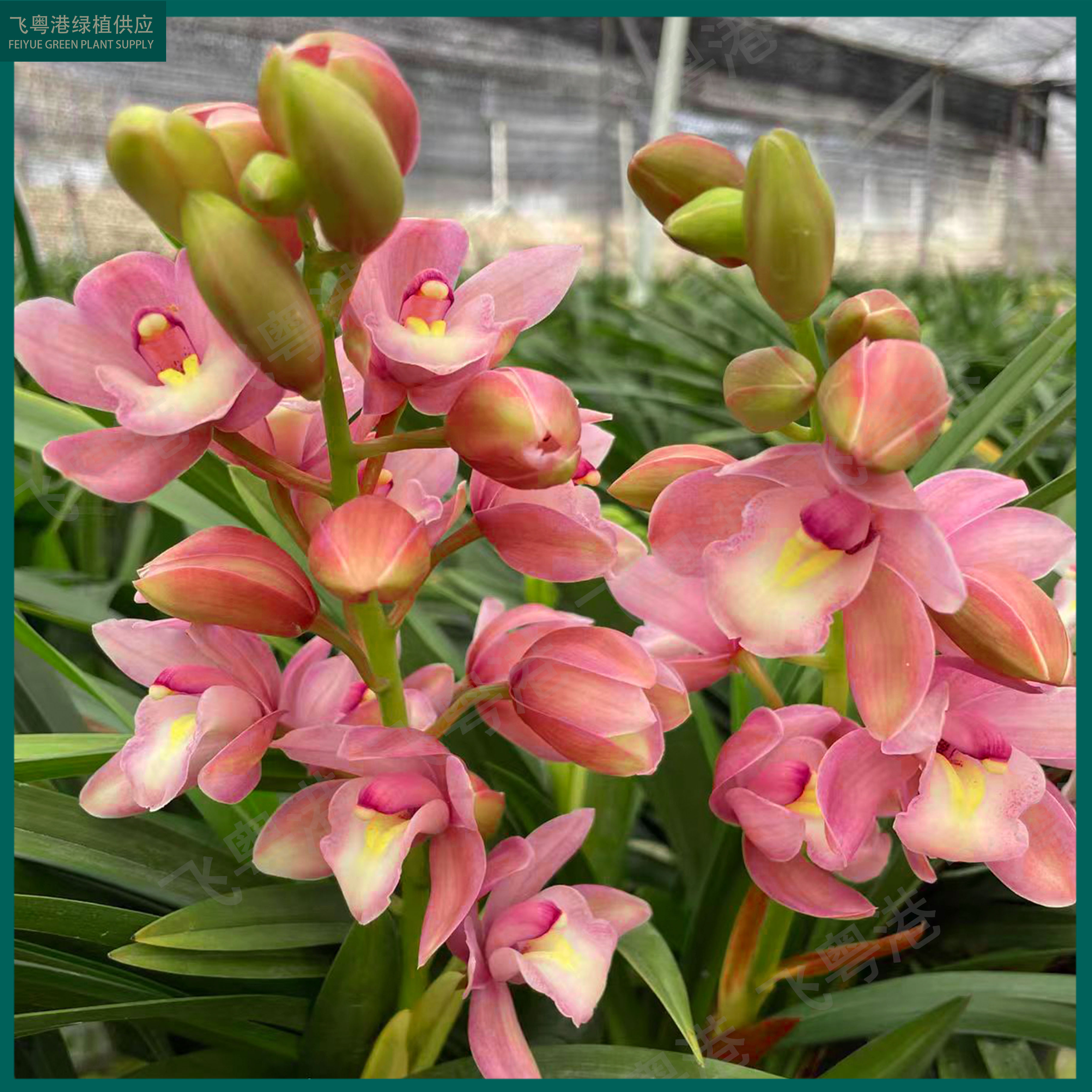 浪漫樱花3-5花剑起带花苞室内外好养高端精品花卉盆栽