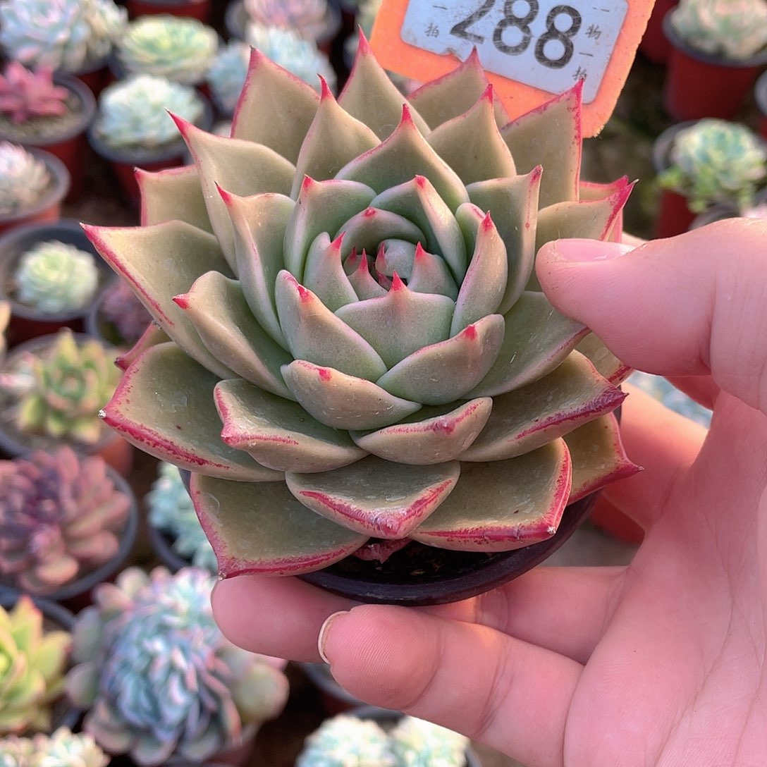 大***睛288号多肉植物盆栽