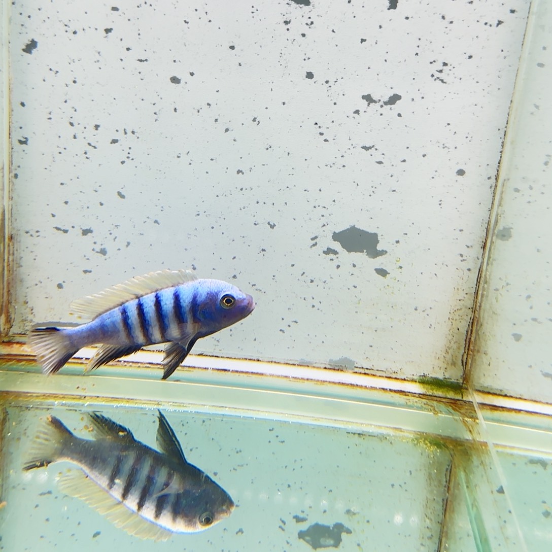 海水671小妖精。          