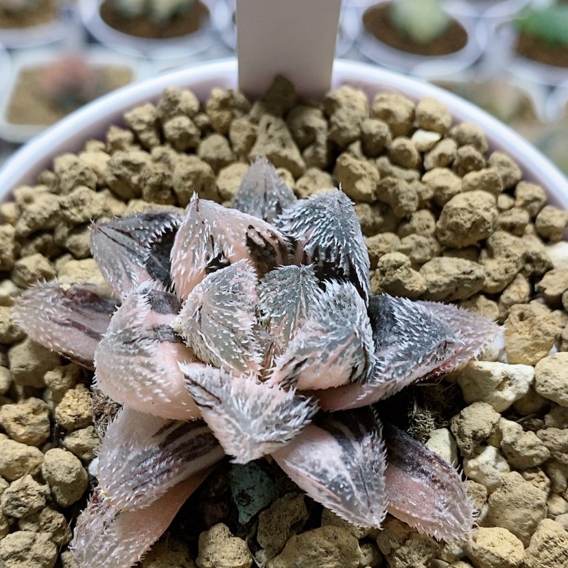 【闪购商品】100狼蛛