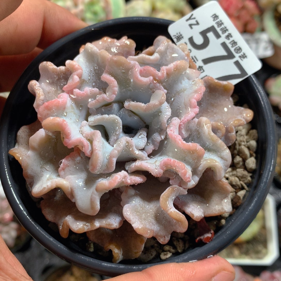 5CM拇指盆精控多肉YZ577