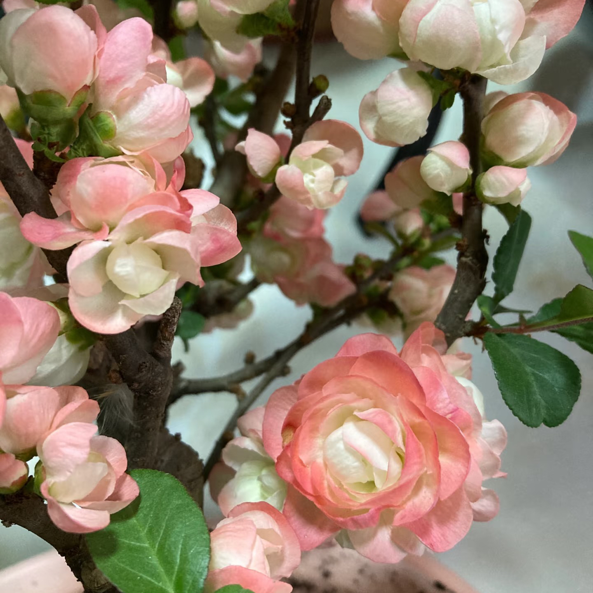 彩玉东阳锦榠木瓜海棠一物一拍专拍链接