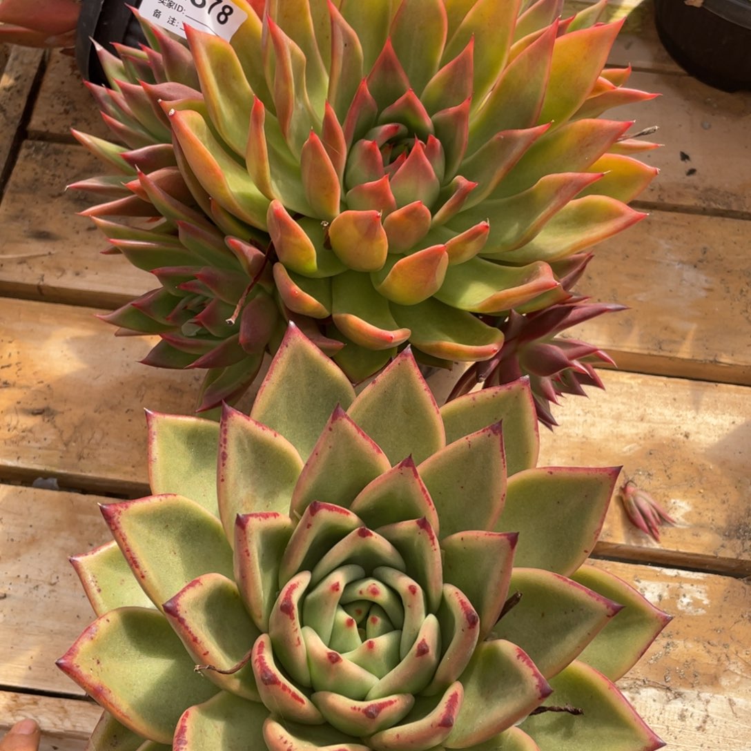 无花朵若如东云组拍E878