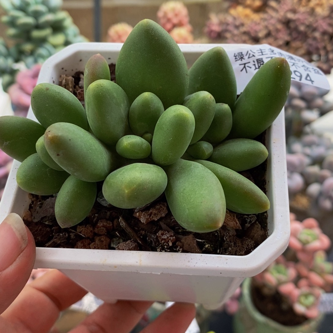 294芒果奶8cm多肉