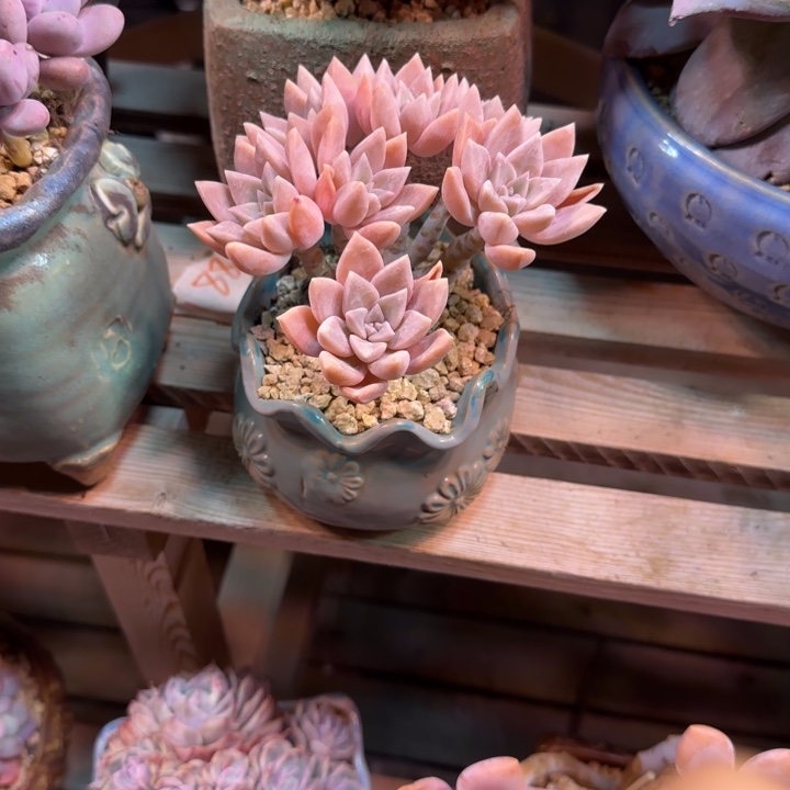 浪漫公主缀多肉zhichi