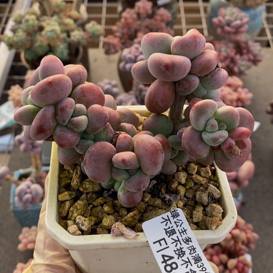 红洛神486/10cm福利