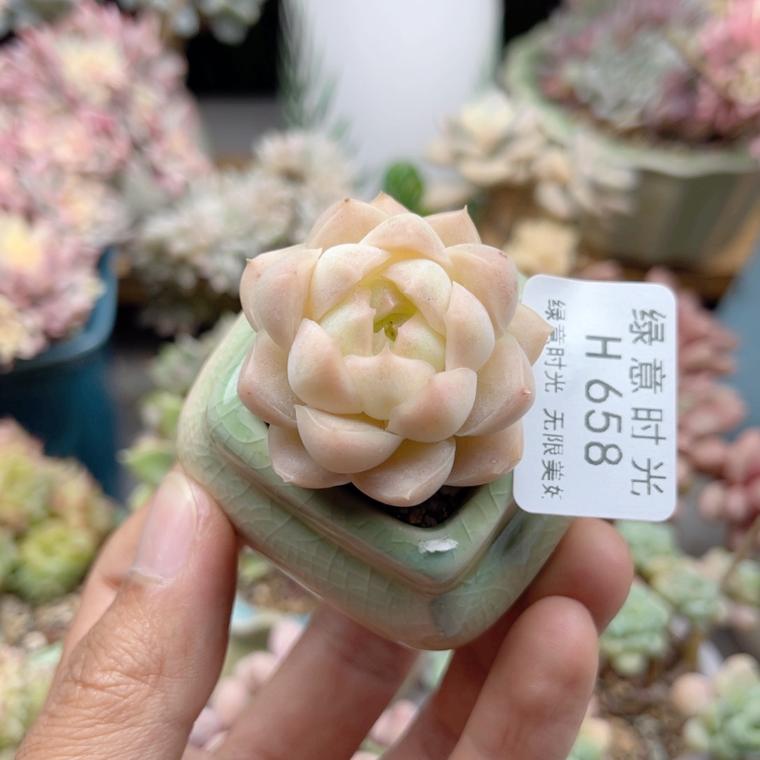 658 粉珍妮 带陶瓷盆发货 满28包邮